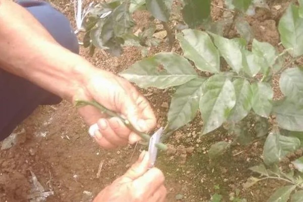 黄皮果树的嫁接时间,适合在4月份中旬进行
