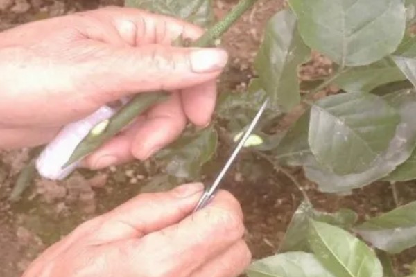 黄皮果树的嫁接时间,适合在4月份中旬进行