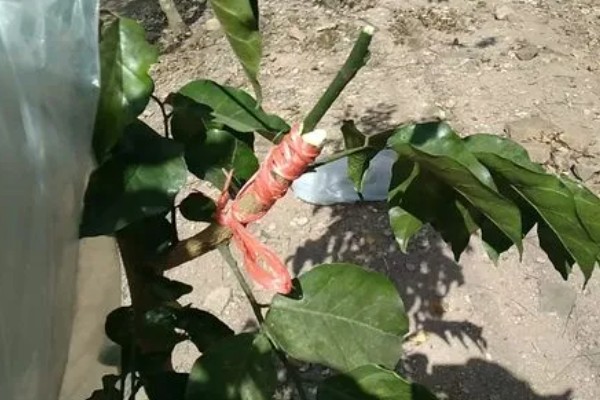 黄皮果树的嫁接时间,适合在4月份中旬进行