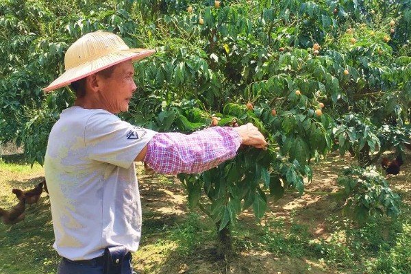 黄皮果树的嫁接时间,适合在4月份中旬进行