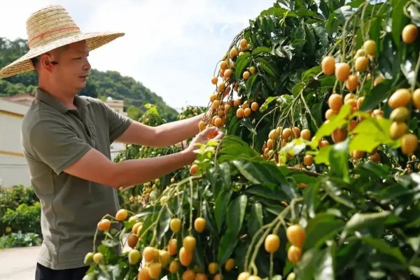 黄皮果树的嫁接时间,适合在4月份中旬进行