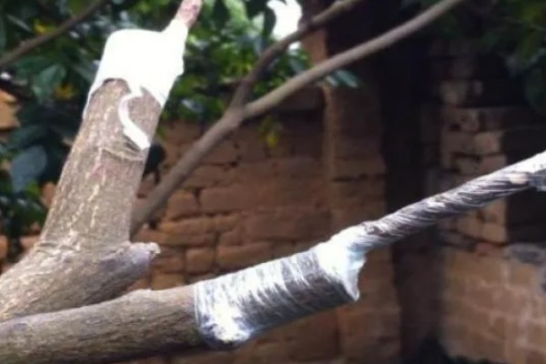 黄皮果树的嫁接时间,适合在4月份中旬进行