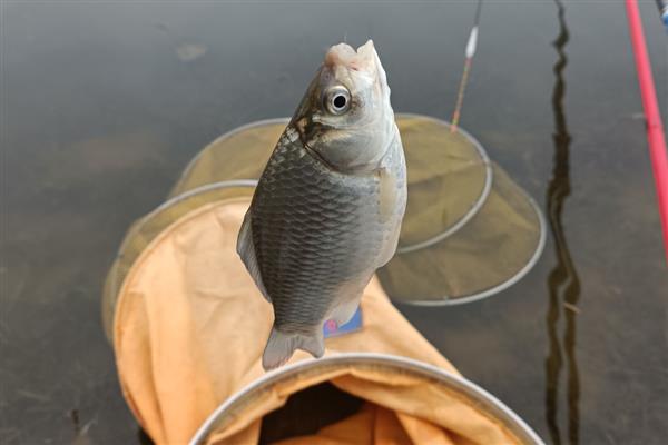 4号秋田狐钩等于几号金袖钩，相当于5号金袖钩