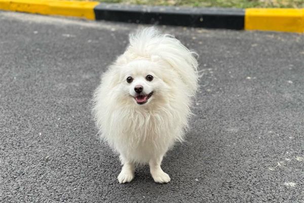 狗狗感冒如何预防,体质较弱的狗狗需要穿衣