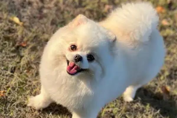 狗狗感冒如何预防,体质较弱的狗狗需要穿衣