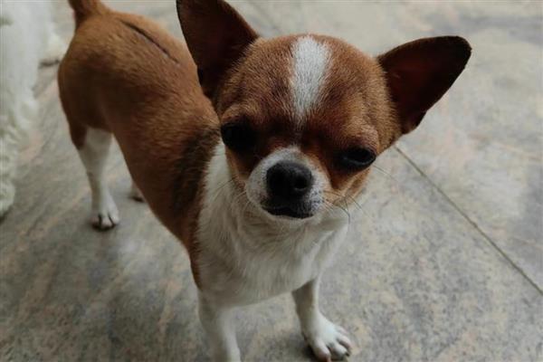 狗狗感冒如何预防,体质较弱的狗狗需要穿衣