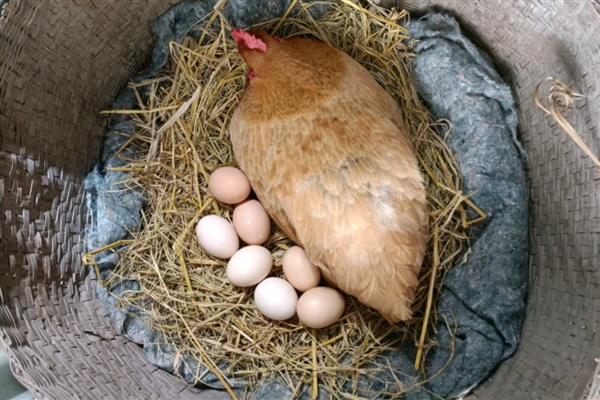 一只母鸡孵多少蛋,不要放入超过15枚鸡蛋