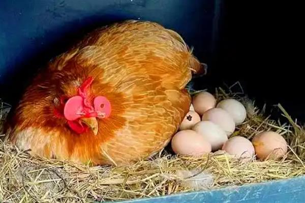 一只母鸡孵多少蛋,不要放入超过15枚鸡蛋