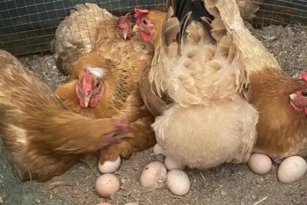 一只母鸡孵多少蛋,不要放入超过15枚鸡蛋