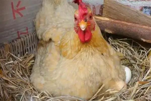 一只母鸡孵多少蛋,不要放入超过15枚鸡蛋