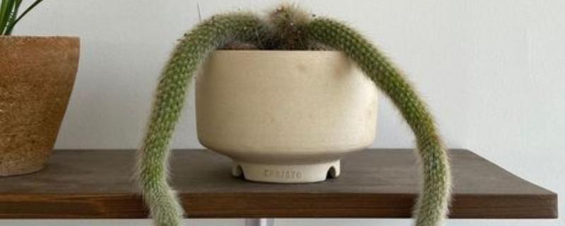 猴尾柱适合用什么土养殖，选择砂质壤土为佳