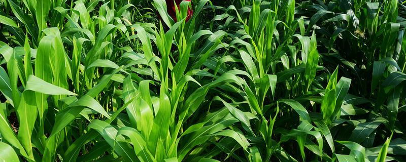 玉米追肥的高产方法，在9-11叶期进行1次追肥