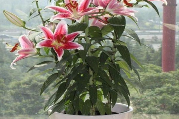 百合花不能放在哪里，卧室、餐桌上都不宜放置