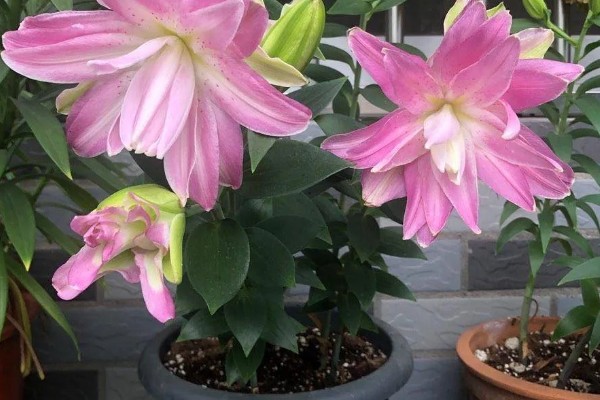 百合花不能放在哪里，卧室、餐桌上都不宜放置