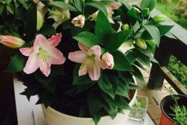 百合花不能放在哪里，卧室、餐桌上都不宜放置