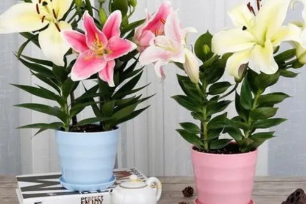 百合花不能放在哪里，卧室、餐桌上都不宜放置