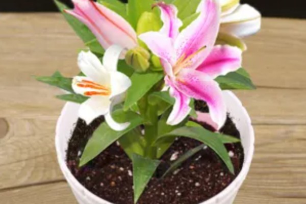 百合花不能放在哪里，卧室、餐桌上都不宜放置