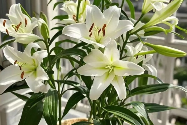 百合花不能放在哪里，卧室、餐桌上都不宜放置