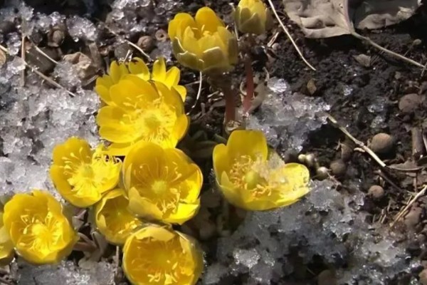 冰凌花的产地,多分布于东北各省、日本等地