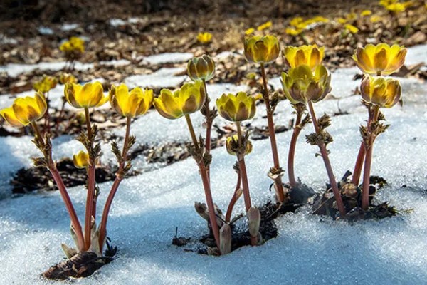 冰凌花的产地,多分布于东北各省、日本等地