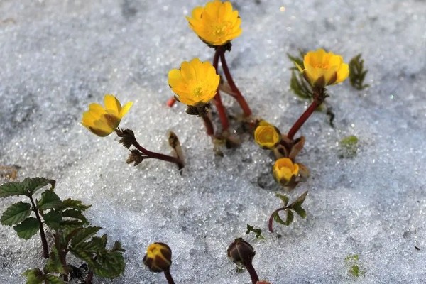 冰凌花的产地,多分布于东北各省、日本等地