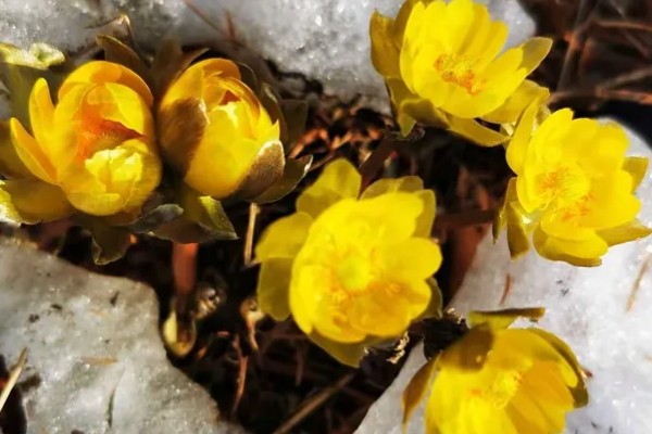 冰凌花的产地,多分布于东北各省、日本等地