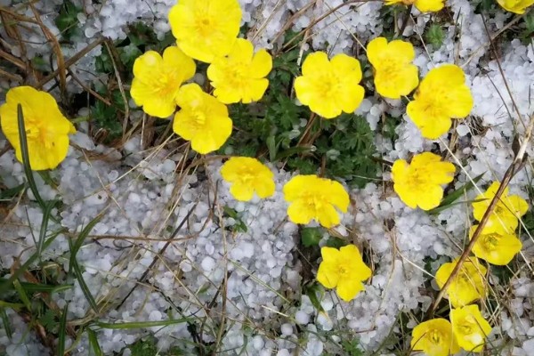 冰凌花的产地,多分布于东北各省、日本等地