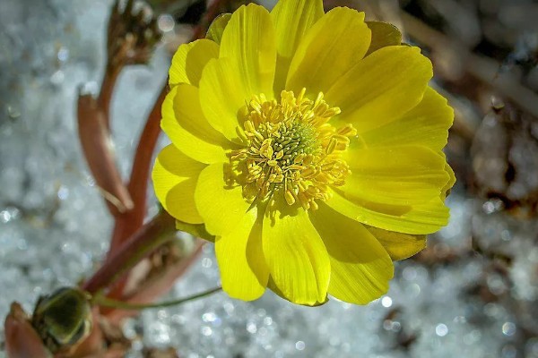 冰凌花的产地,多分布于东北各省、日本等地