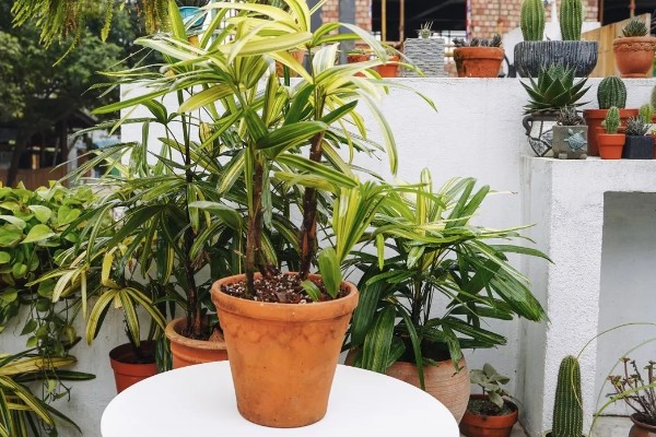 棕竹开花的寓意是什么，寓意吉祥、美好的事情即将来临等