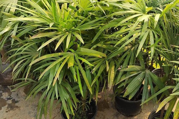 棕竹开花的寓意是什么，寓意吉祥、美好的事情即将来临等