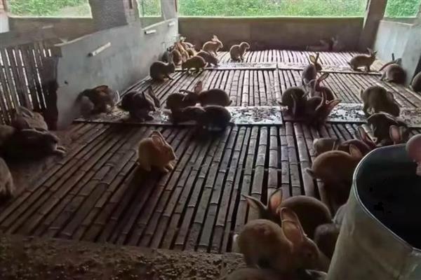 养殖野兔的利润,会受到数量的影响