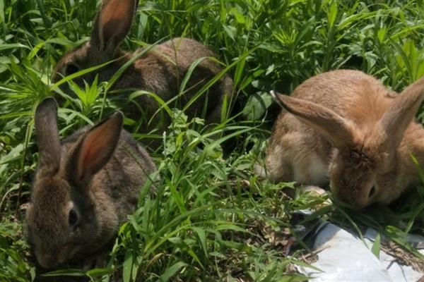 养殖野兔的利润,会受到数量的影响