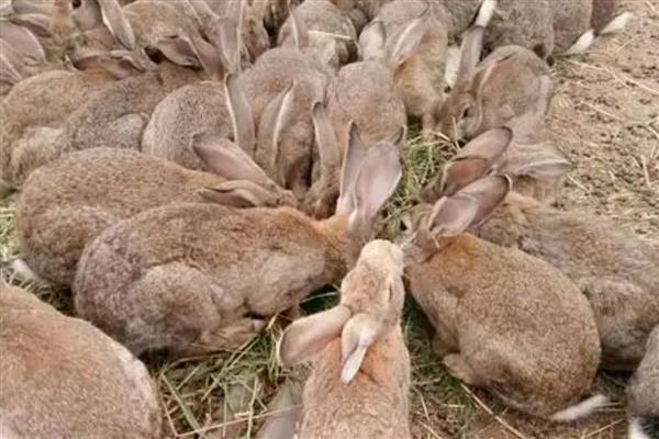养殖野兔的利润,会受到数量的影响