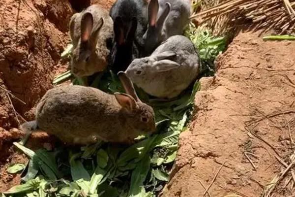 养殖野兔的利润,会受到数量的影响