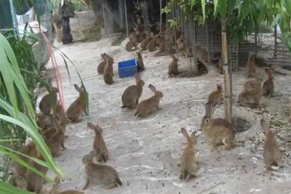 养殖野兔的利润,会受到数量的影响
