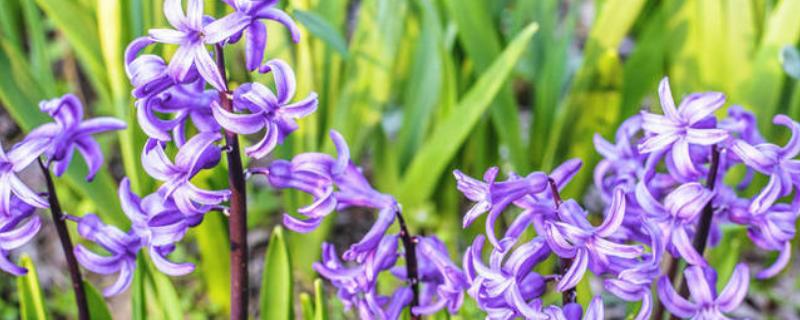 紫色风信子的花语，寓意悲伤、嫉妒等
