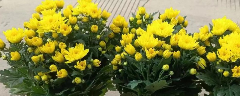 如何养菊花，每隔2-3天给植株浇水一次