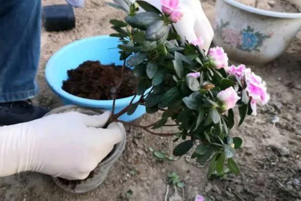 杜鹃花在几月换盆，春秋季均可进行