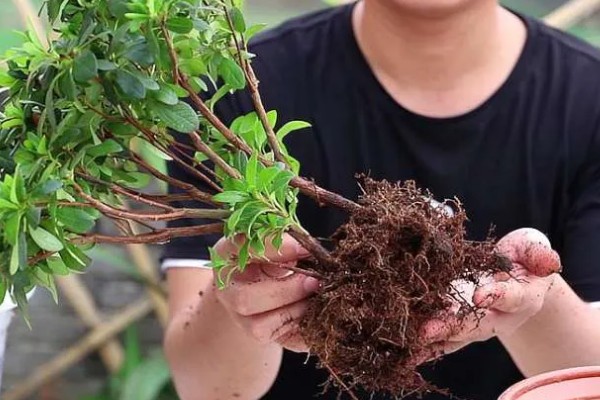 杜鹃花在几月换盆，春秋季均可进行