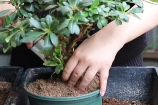 杜鹃花在几月换盆，春秋季均可进行