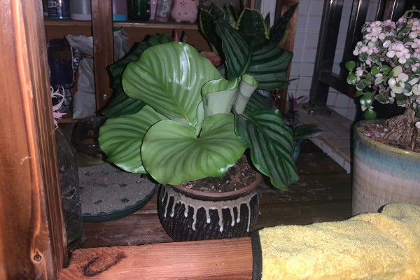 青苹果竹芋有什么花语，代表优雅标致、清新宜人