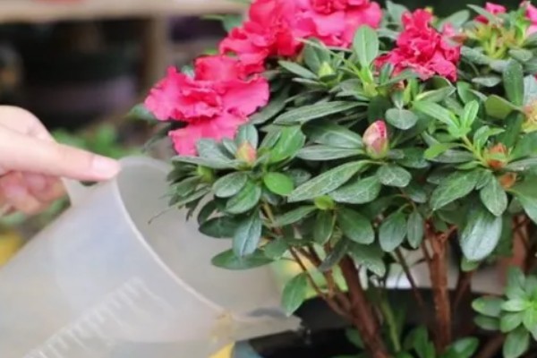 杜鹃花在几月换盆，春秋季均可进行