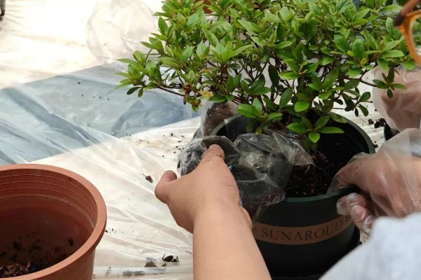 杜鹃花在几月换盆，春秋季均可进行