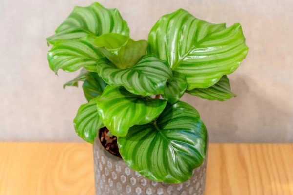 青苹果竹芋有什么花语，代表优雅标致、清新宜人