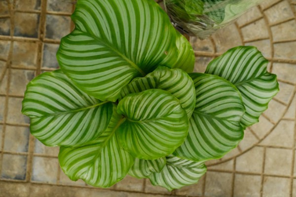 青苹果竹芋有什么花语，代表优雅标致、清新宜人