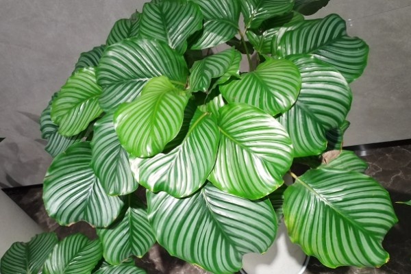 青苹果竹芋有什么花语，代表优雅标致、清新宜人