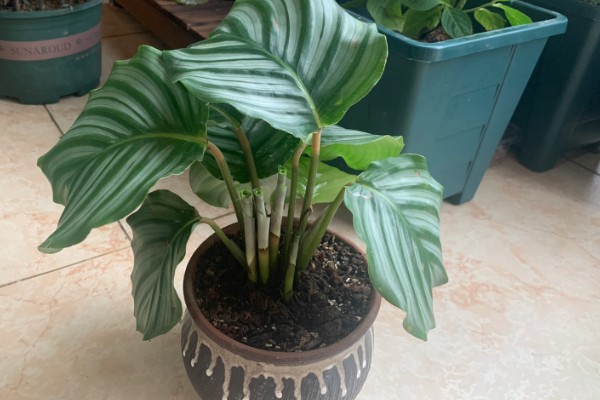 青苹果竹芋有什么花语，代表优雅标致、清新宜人