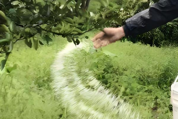 美国布朗李的栽培技术,施肥基肥以秋实为好