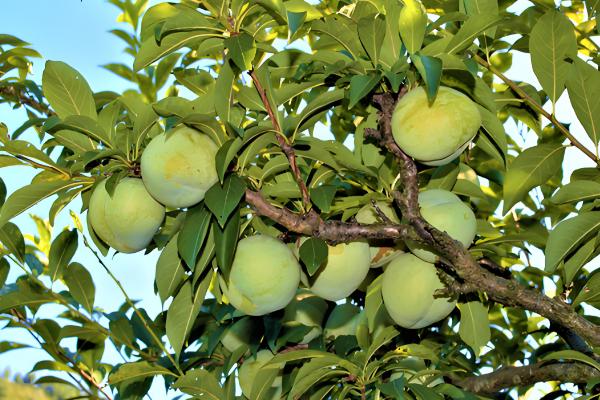 美国布朗李的栽培技术,施肥基肥以秋实为好