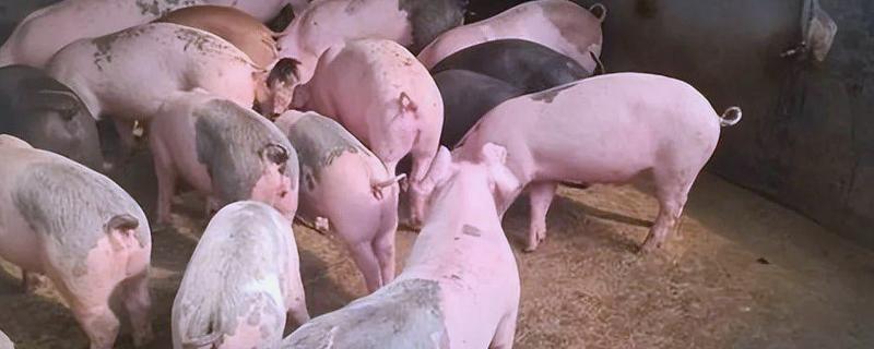 冬季怎么给猪舍保温，增加养殖密度可提高温度